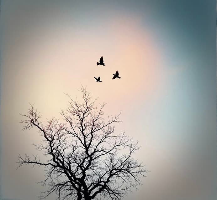 Le livre de Boris Cyrulnik, Un merveilleux malheur - couverture de l'édition 2000 - Odile Jacob.